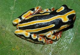 Image result for Calorhamphus Megalaimidae