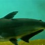 Image result for Shark in Fish Tank