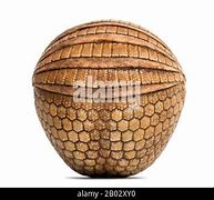 Image result for Aduklt Brazilian Three Band Armadillo Rolled Up