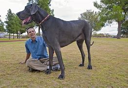 Image result for What Is the Biggest Dog in the World