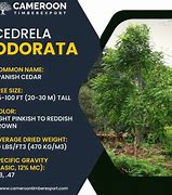 Image result for Cedrela Odorata Timber