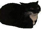 Image result for Tall Cat Meme