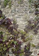 Image result for Vines On Stone Wall
