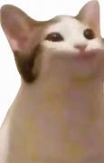 Image result for Cat Looking Up Meme