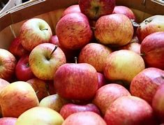 Image result for Virginia Apple Orchards