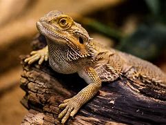 Image result for Most Popular Exotic Pets