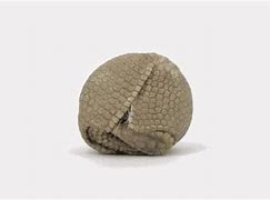 Image result for Armadillo Cartoon Curled Up