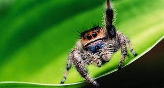Image result for Biggest Jumping Spider