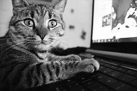 Image result for Cat Face Made From Keyboard Characters