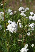 Image result for Achillea ptarmica Perrys White