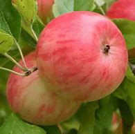 Image result for M26 Scrumptious Apple Tree