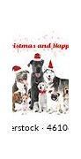 Image result for Merry Christmas and Happy New Year Dog