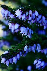 Image result for Cute Little Flowers