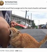 Image result for What Breed Is Your Cat Orange Meme