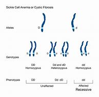 Image result for Recessive