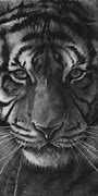 Image result for Tiger Drawing Kit