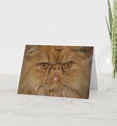 Image result for grumpiest cats greeting cards