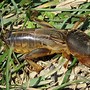 Image result for Crickets Infested