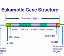 Image result for Eukaryotic Gene
