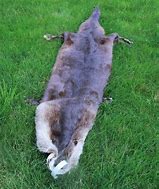 Image result for Otter Skin Real