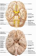 Image result for Mind Anatomy