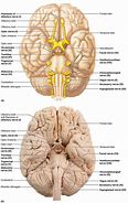 Image result for Human Brain Nerves