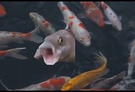 Image result for Oooo Fish