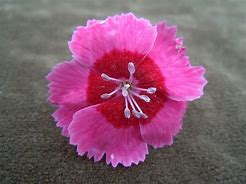 Image result for Dianthus India Star