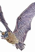 Image result for flying bats draw