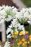 Image result for Agapanthus polar ice
