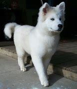 Image result for Akita Dog with Blue Eyes