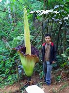 Image result for Tallest Flower in the World