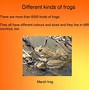 Image result for The Frog and the Toad
