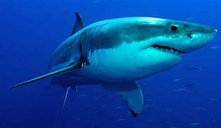 Image result for Lebeeth Shark
