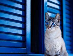 Image result for HD Animal Cat