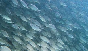 Image result for 3840X2160 Wallpaper Underwater