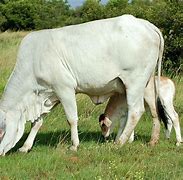 Image result for Brahman Cow India