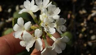 Image result for Primula pedemontana Alba