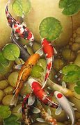 Image result for Koi iPhone Wallpaper