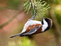 Image result for Chickadee On Bittersweet