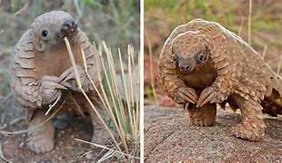 Image result for Prom Baby Pangolin