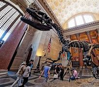 Image result for American Museum of Natural History Attraction
