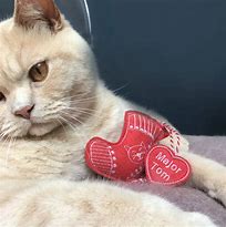 Image result for Cat Stocking Toys