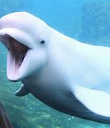 Image result for Adult Beluga Whale
