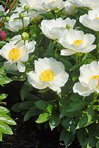 Image result for Paeonia Jan van Leeuwen (Lactif-S-Group)