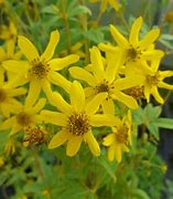 Image result for Coreopsis major