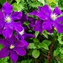 Image result for Bush Clematis