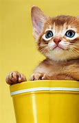 Image result for Cat Wallpaper for Kindle Fire