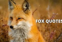 Image result for Red Fox Quotes