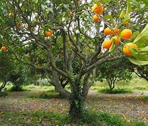 Image result for How to Plant Orage Tree and Lemon Tree